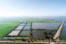 Htantabin Township runs 11,025.36 acres of fish farming, 481.53 acres of shrimp farming