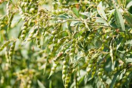 Pigeon pea price exceeds K2 mln per tonne in domestic market