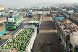 Watermelon, muskmelon persist in China’s demand