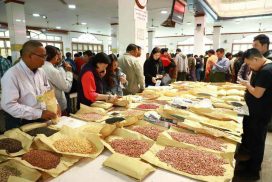 Mandalay market sees fresh arrivals of pigeon peas at favourable price