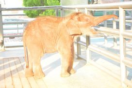White elephant “Rattha Nandaka” lives happily and healthily with mother elephant