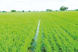 Yangon Region expands cultivation of summer paddy on 206,873 acres, oil crops on 16,794 acres, sunflowers and pulses on 8,969 acres