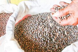 Green gram price soars to K1.8 mln per tonne on foreign demand