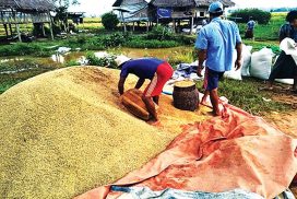 Prices of high-grade Pawsan paddy plunge