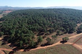 MoNREC designates Lonmon as protected public forest