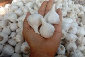 Price of newly arrived Shan garlic declines