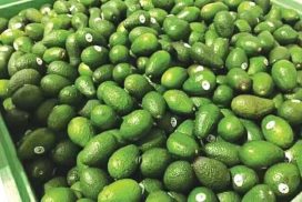 Avocado fetches handsome price in domestic market
