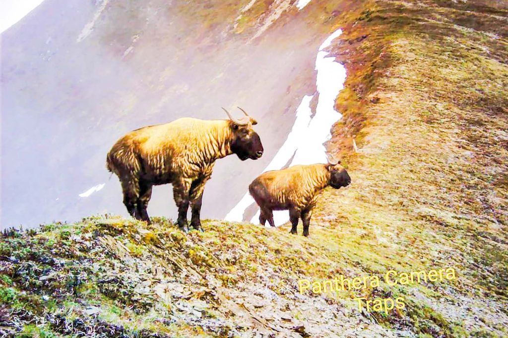 Protecting takin from extinction in PutaO