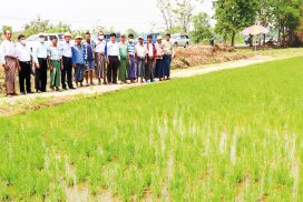 Short-term quality rice crops to use for growing double to triple cropping a year