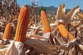 Corn price on downward trend in domestic market