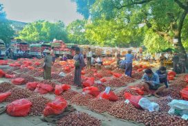 Onion price plummets in regional markets