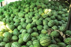 Myanmar’s watermelons exported to China fetch good price