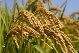 New summer paddy price climbs to K1.6 mln per 100 baskets