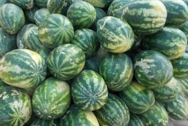 Prices of watermelon, muskmelon on the rise amid fewer trucks to China
