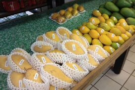 Price of Seintalone mango exported to China dips