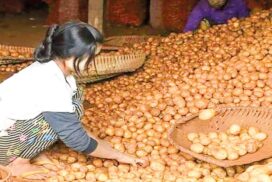 Potatoes from Sinbyukyun enters Yangon market at cheap prices