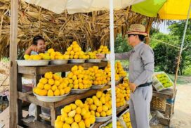 Seintalone mango fetches 120-180 Yuan per 16-kg basket