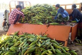 Corn price moves slightly up in domestic market