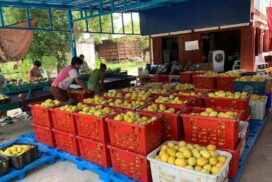 Seintalone mango fetches good price this year