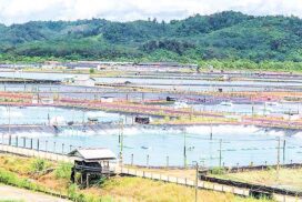 Myeik region accommodates some 2,000 acres of shrimp farms,  some 600 of which follows Good Aquaculture Practices