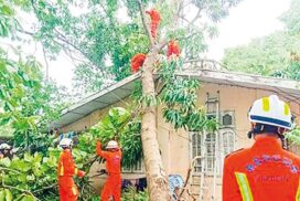 Majority of townships across Yangon Region experience incidents of fallen trees