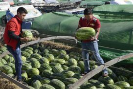 Watermelon fetches good price during late season