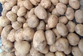 Potato afdsfadsfa