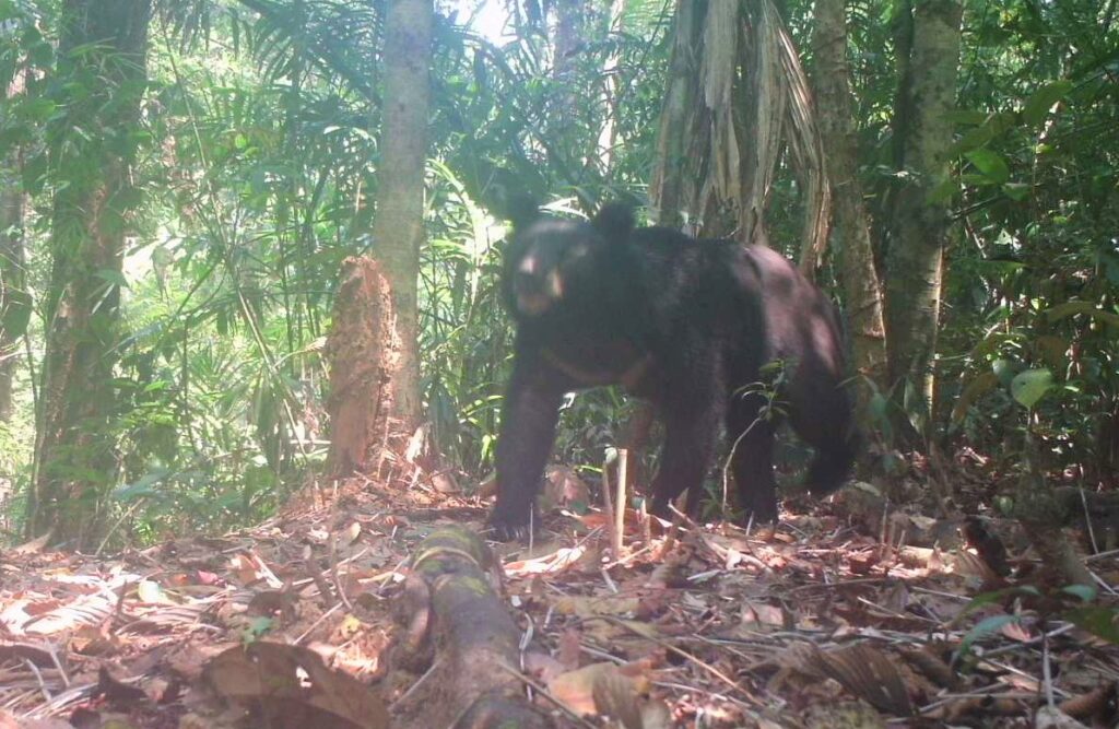 Camera traps capture 25 rare species, including Bengal tigers, in Htamanthi Wildlife Sanctuary