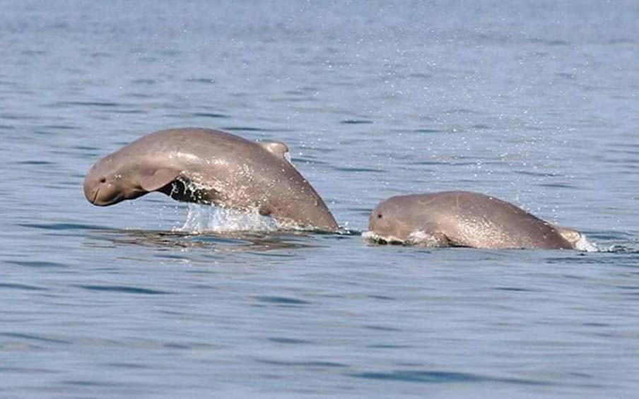 Ayeyarwaddy Dolphin sskm