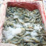 Saltwater shrimps en route to China.