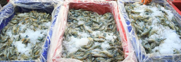 Saltwater shrimps en route to China.
