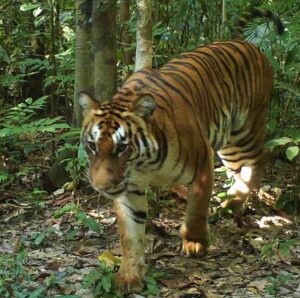 ဘင်္ဂလားကျားမျိုးစိတ်အား ထမံသီ ဘေးမဲ့တောအတွင်း ကျက် 1