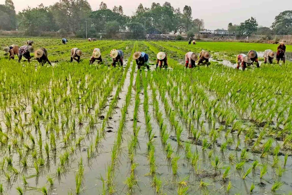 Plans to expand monsoon paddy cultivation, support farmers