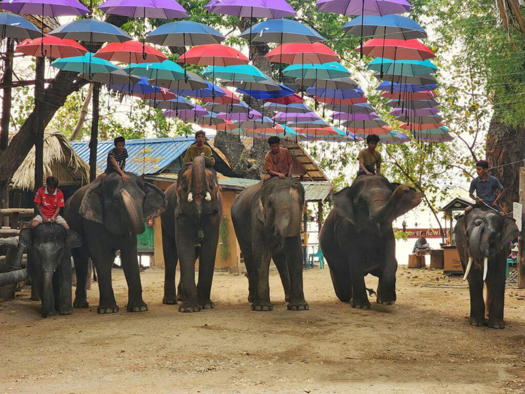 Palin Kanthaya elephant camp expected to receive more guests this Thingyan