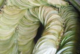 Betel leaves for sale at the Thiri Mingalar market.