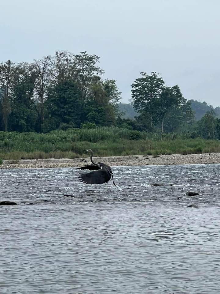 Myanmar records sighting of critically endangered white-bellied heron