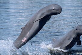 Irrawaddy-Dolphins sskm