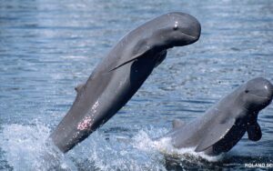 Irrawaddy Dolphins sskm